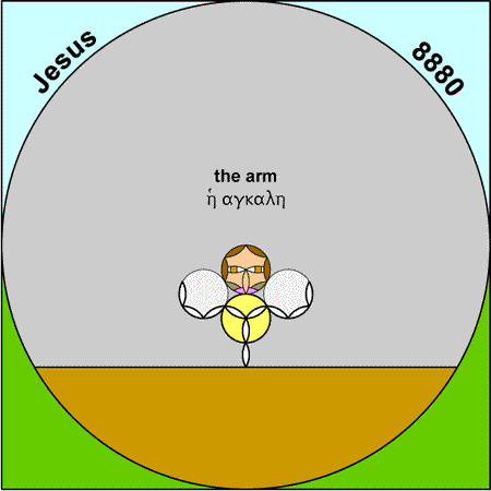 arms