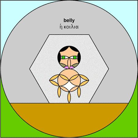 Belly - koilia