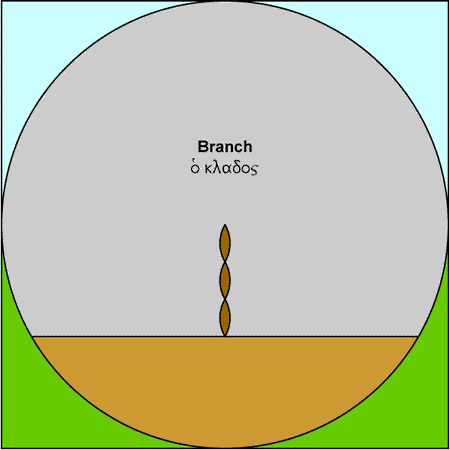 Branch - klados