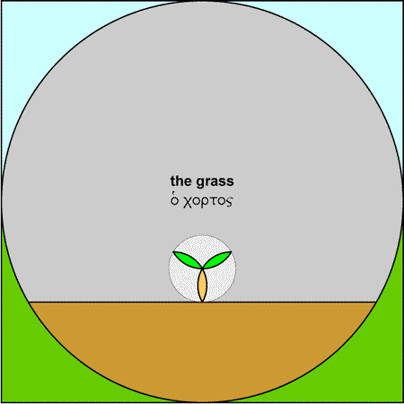 Grass - chortos