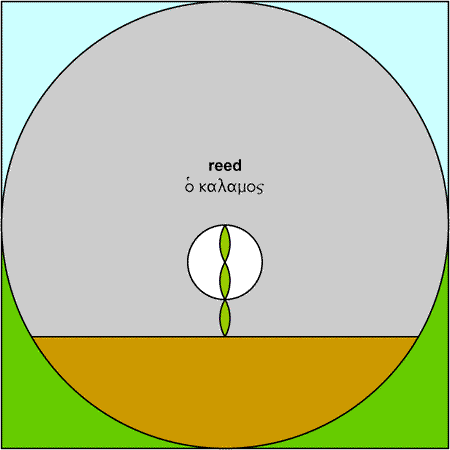 Reed - Kalamos